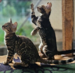 Bengalska mačka,Bengalski Mačići, bebe