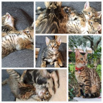 Bengalski mačici mešanci