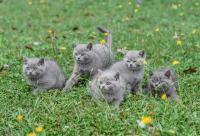 Britanski kratkodlaki mačiči