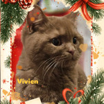 Britanska djevojčica rijeđe cimet boje  - WCF rodovnica