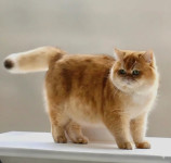 Britanski kratkodlaki macici-golden