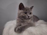 Britanski kratkodlaki mačići