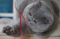 Britanski kratkodlaki mačići