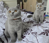 Britanski kratkodlaki mačići-wcf rodovnica