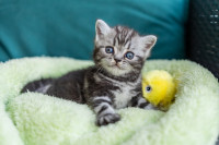 Britanski kratkodlaki mačići - uzgajivačnica Tame Beauty