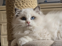 Ragdoll mačići - Cattydolls