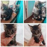 Čistokrvni maine Coon mačići
