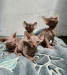 Kanadske golokoze sphynx macke