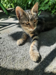 Maca tigrasta ,curica , 2 mjeseca stara , 20e