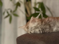 Maine Coon Aurora sa rodovikom