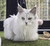 Maine Coon mačići srebrni i osjenčani