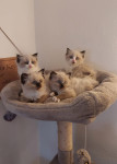 Prekrasni Ragdoll mačići...primamo rezervacije