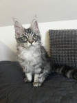Prodajem Maine Coon macice  sa rodovnikom-dostupni odmah