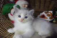 Ragdoll mačić "Pontiac" dečko s rodovnicom!