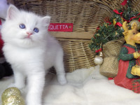 Ragdoll mačić "Quetta" ženka s rodovnicom! S rodovnicom.
