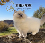 VRHUNSKI PEDIGREE RAGDOLL MACICI