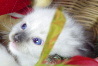 Ragdoll! Quentin dečko! S rodovnicom