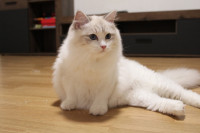 Ragdoll