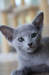 Ruska plava mačka- mačići dostupni za rezervacije, preuzimanje u 7.mj.