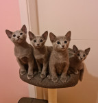 Ruska Plava Mačka- mačići dostupni