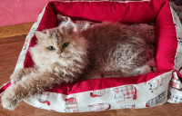 SELKIRK REX MAČKE