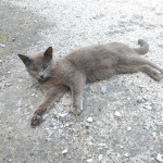 Siva maca u tipu ruske plave, sterilizirana