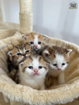 Škotski fold mačići s rodovnicom