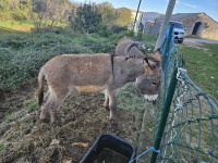 Dva muška dalmatinska magarca