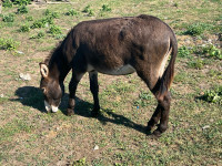 Magarac primorsko-dinarski