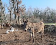 Primorsko dinarske magarice bez papira