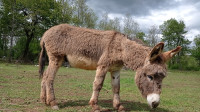 Primorsko dinarski magarac 3 godine star eko uzgoj