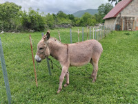 Primorsko dinarski magarac