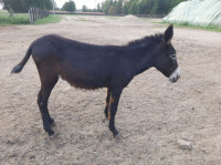 Istarski magarci - Čitaj oglas