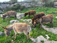 Prodajem zenske magarice