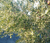 Maslinovo ulje sa otoka Brača - dostupno u Zagrebu