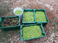 Prodajem maslinovo ulje