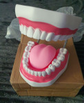 Model zubi i četkica