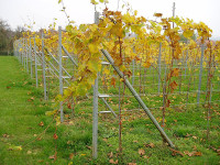 Stupovi za vinograde i ograde