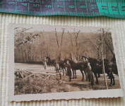 Kraljevina Jugoslavija - vojnici s konjima