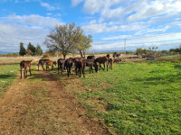 MAGAREĆE EKO MLIJEKO 25E/5L/DOSTAVA/ZG
