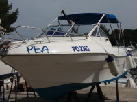 Quicksilver Flamingo 620