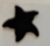 Crna naušnica zvijezda