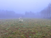 2400 m² mira i prirode - građevinsko zemljište u Palinovcu