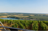 26.125 m² VINOGRADA, 40.000 ČOKOTA + GRADNJA DO 600 m², POGL. NA MORE