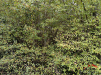 BALE, POLJOPRIVREDNO ZEMLJIŠTE