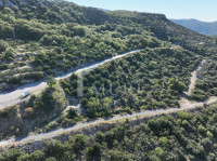 BANIĆI, DUBROVAČKO PRIMORJE - Održavani maslinik 1.863 m²