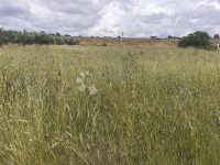Bibinje- poljoprivredno zemljište na atraktivnoj lokaciji