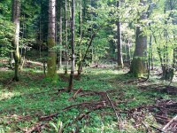 DELNICE, CRNI LUG - Poljoprivredno zemljište, 5.000m²