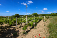 Drniš, poljoprivredno zemljište, vinograd, 1.769 m²