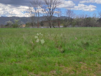 EKSKLUZIVNO u Dogmi - dvije oranice